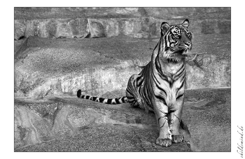 tiger.jpg