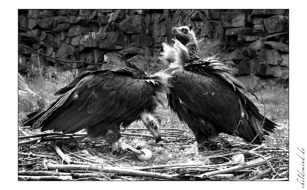 zweiadler.jpg