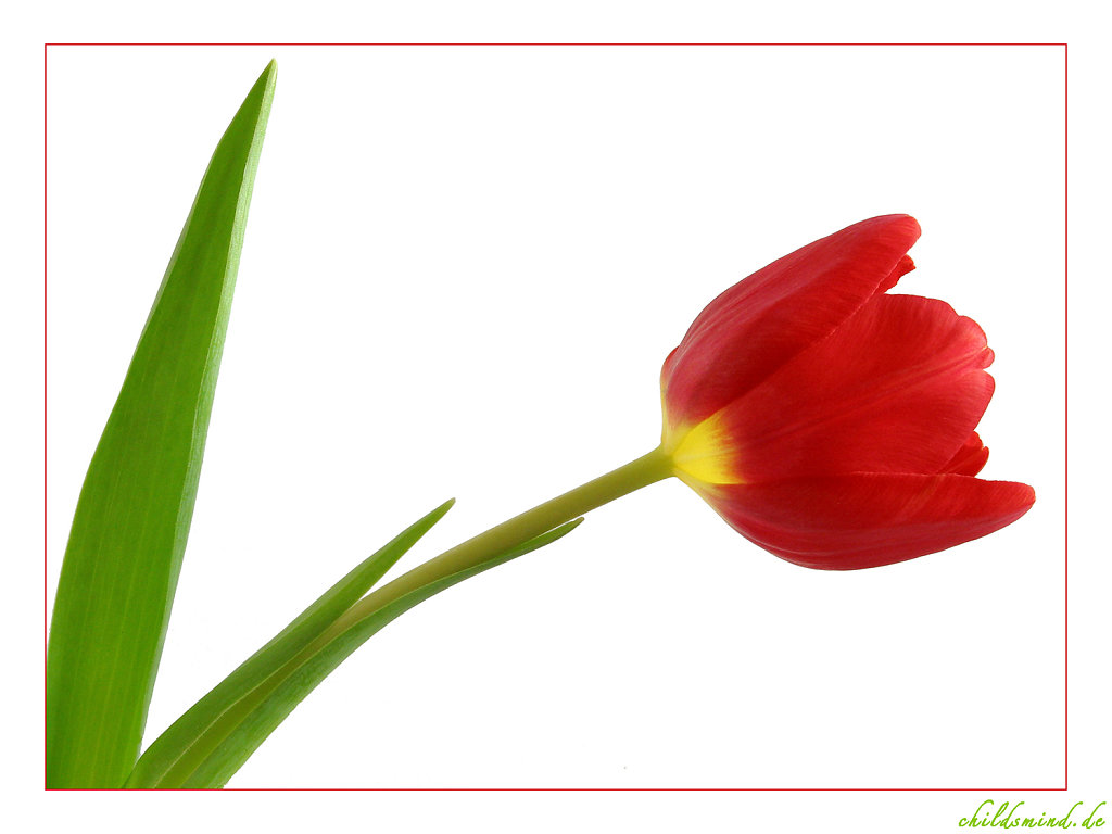 tulpe.jpg