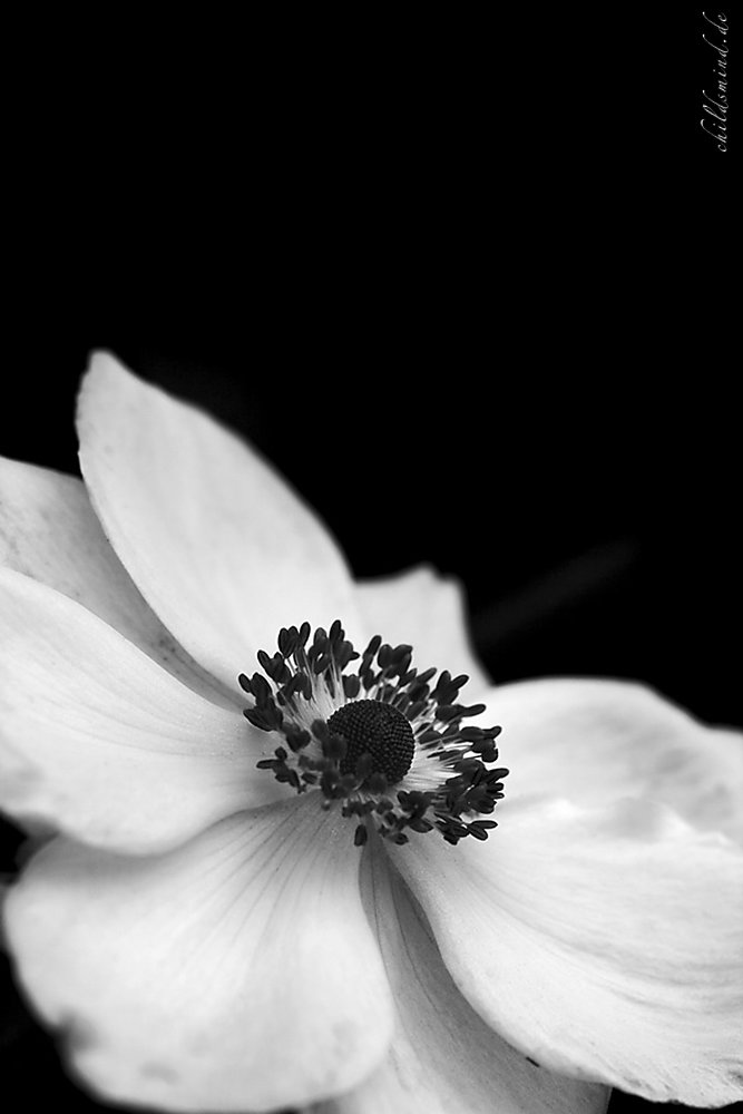 IMG-1019swweb.jpg